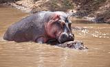 Large hippopotamus (Hippopotamus amphibius)