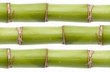 Fresh Bamboo Stalk Texture