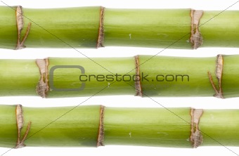 Fresh Bamboo Stalk Texture