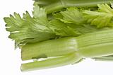 Detail of Fresh Picked Celery