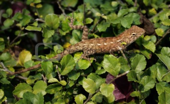 Lizard on the leaves of the bush