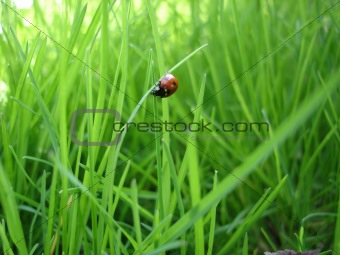ladybug macro in grass