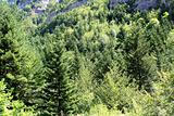 Pyrenees trees forest mountain summer scenics