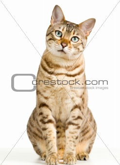 Cute Bengal kitten looks pensively at camera