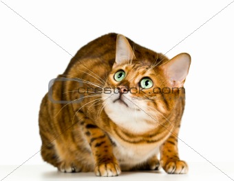 Cute Bengal kitten in crouch and ready to pounce to the side