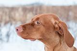 Portrait of a Vizsla dog in Winter