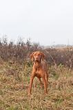 Hungarian Vizsla Dog Standing in a Field