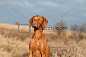Portrait of a Sitting Vizsla Dog