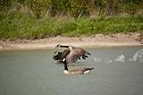 Canada Geese Take-Off