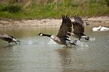 Canada Geese Taking-Off From a Pond