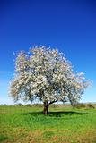 Lonely  almond tree in green field.