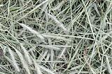 Closeup of grayish hay
