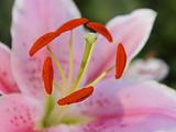 Pink lily closeup