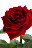 Velvet rose of red color on a white background