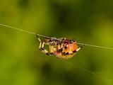 The big spider on a web