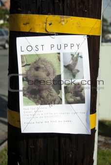 Lost Puppy Flyer