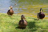 Three ducks near the pond