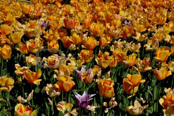 a lot of tulips