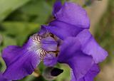 Violet gladiolus