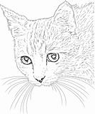 Cat drawing vector