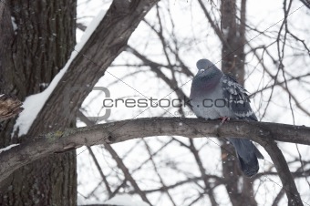 pigeon sitting on a branch