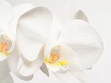 White orchids fower