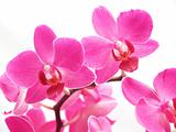pink phalaenopsis 