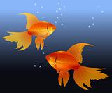 Two gold fishes
