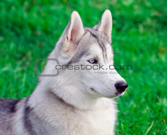 Siberian Husky