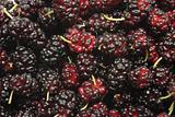 Ripe mulberries