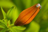 Orange lily bud