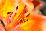 Bright orange lily closeup