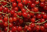 Ripe red currant background