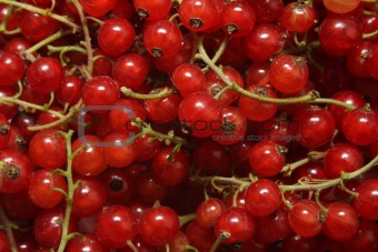 Ripe red currant background