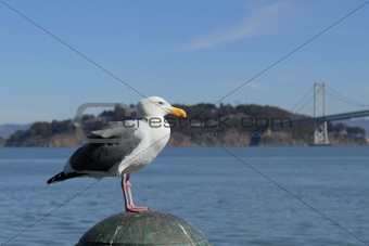 Seagull with island and bridge as background