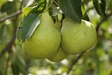 Three ripe pears in the garden