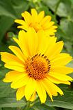 Two yellow arnica flowers