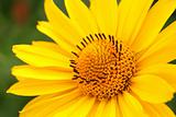 Yellow arnica flower closeup