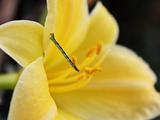 Yellow lily and a caterpillar