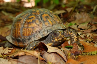 Box Turtle (Terrapene carolina)