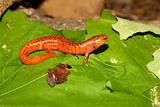 Red Salamander (Pseudotriton ruber)