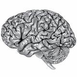 Human brain lateral view