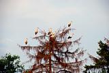 White storks flocks