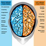 Human brain left and right functions