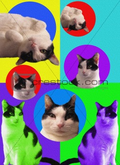 POPart Cats