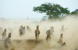 Herd of zebras (African Equids) 