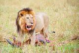 Single male Lion (panthera leo) in savannah