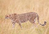 Cheetah (Acinonyx jubatus) in savannah