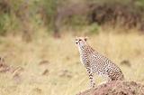 Cheetah (Acinonyx jubatus) sitting in savannah