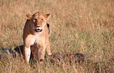 Single female Lion (panthera leo) in savannah